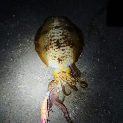 人がいない(笑)