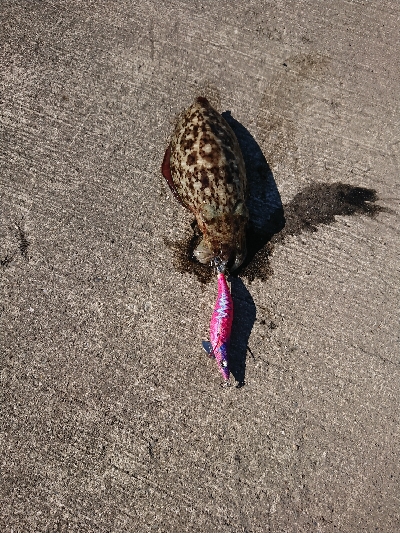 コウイカリベンジ