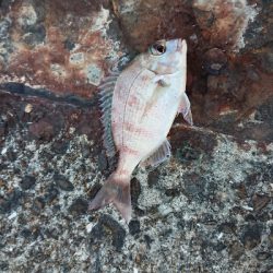 シーズンオフですか