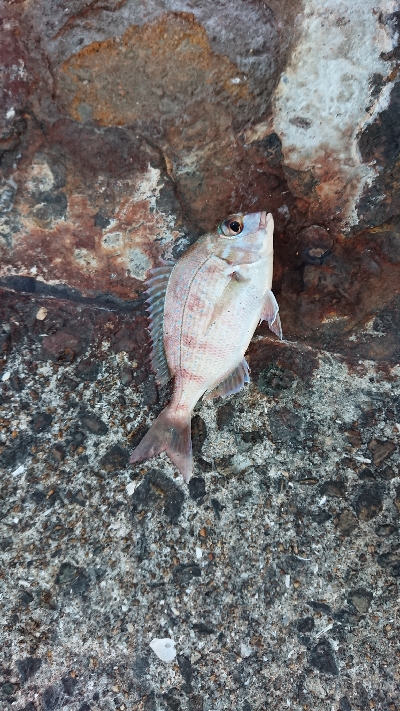 シーズンオフですか