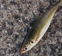 寒いけどアジング