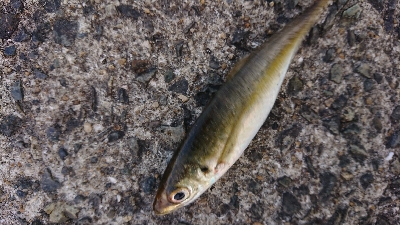 寒いけどアジング