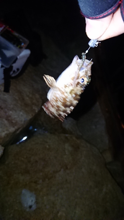 メバリング調査