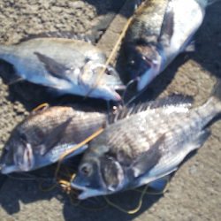 今年4度目の年無し