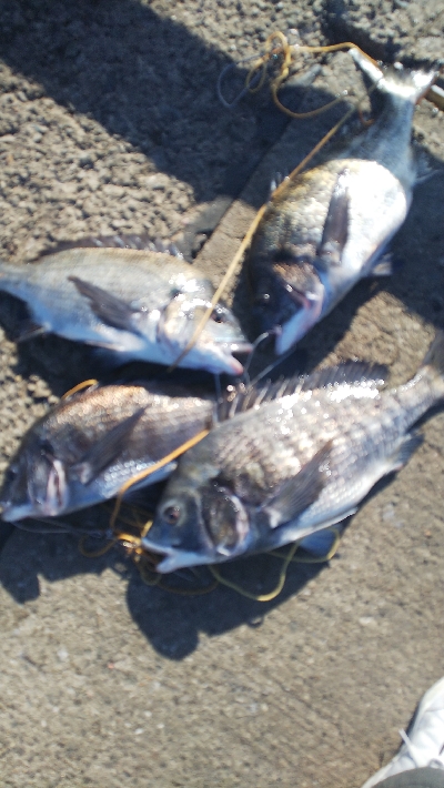 今年4度目の年無し