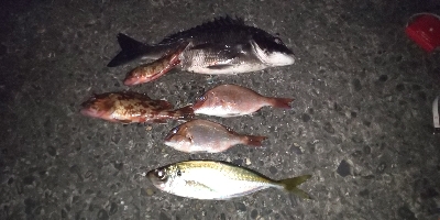 水軒にてチヌ釣れました