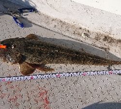 ボートマゴチング！