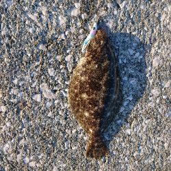 久しぶりの魚です!