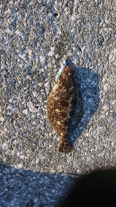 久しぶりの魚です！