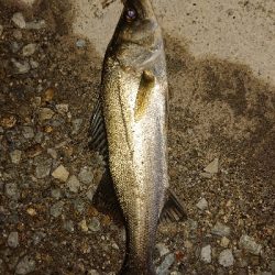 マイクロベイトパターン