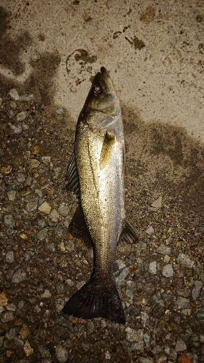 マイクロベイトパターン