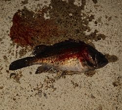 ２日連チャン！