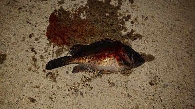 ２日連チャン！