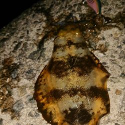 お正月用のイカゲット！