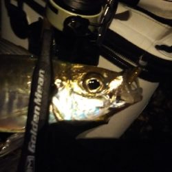 オールドとプラッキング