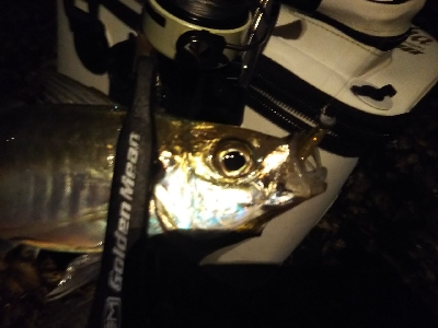 オールドとプラッキング