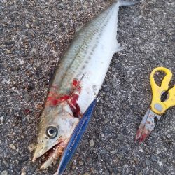 沖堤防より釣れる？