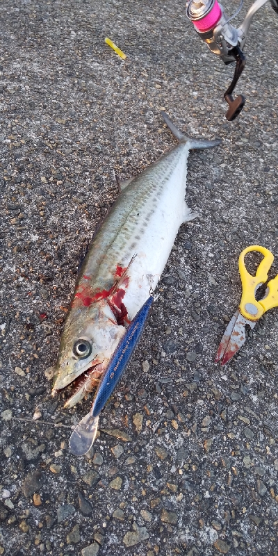 沖堤防より釣れる？