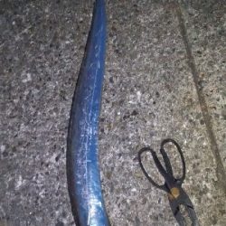 連日のドラゴン！