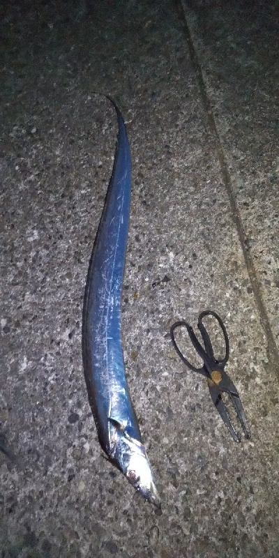 連日のドラゴン！