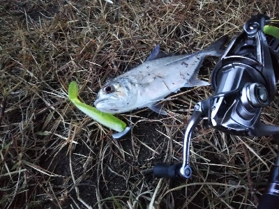 な、なんでやねーん