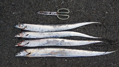 まだ居ました！