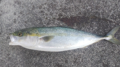 徳島北部でツバス