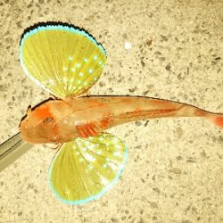 アジゲームでまさかの･・・