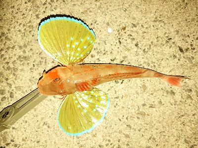 アジゲームでまさかの･・・