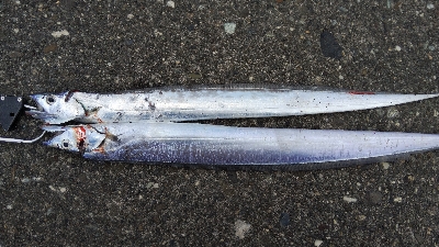 青物狙いでタチウオ釣れた