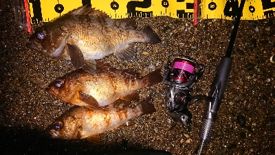 短時間メバリング