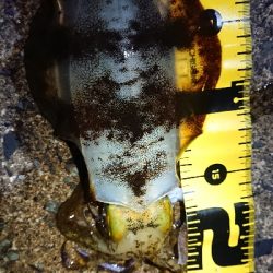 朝マズメ狙いエギング