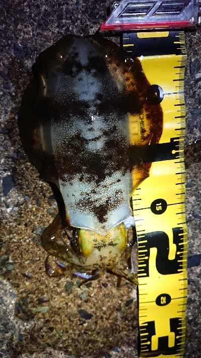 朝マズメ狙いエギング