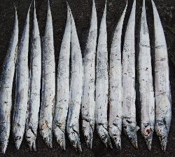 タチウオ復活？探せば居るんやなあ