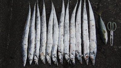 タチウオ復活？探せば居るんやなあ