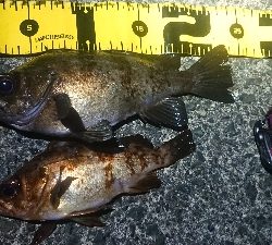 ちょこっとメバリング