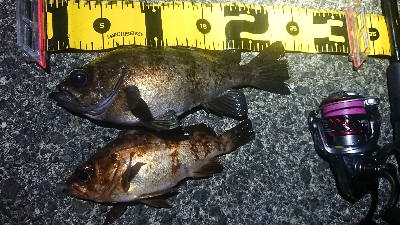 ちょこっとメバリング