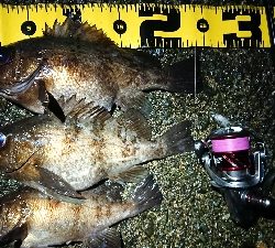 雨上がりメバリング