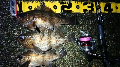 雨上がりメバリング