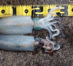 朝マズメ狙いエギング