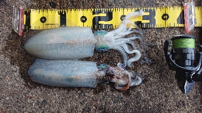 朝マズメ狙いエギング