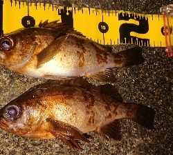 夜メバリングに…