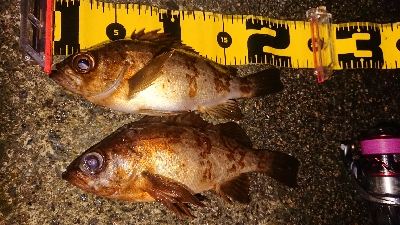 夜メバリングに…