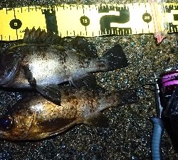 ナイトメバリング