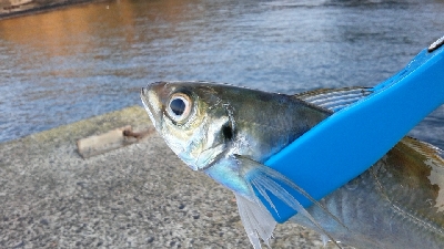 釣り予報アプリに期待して