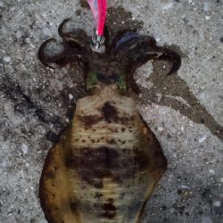 今年の地元最終戦