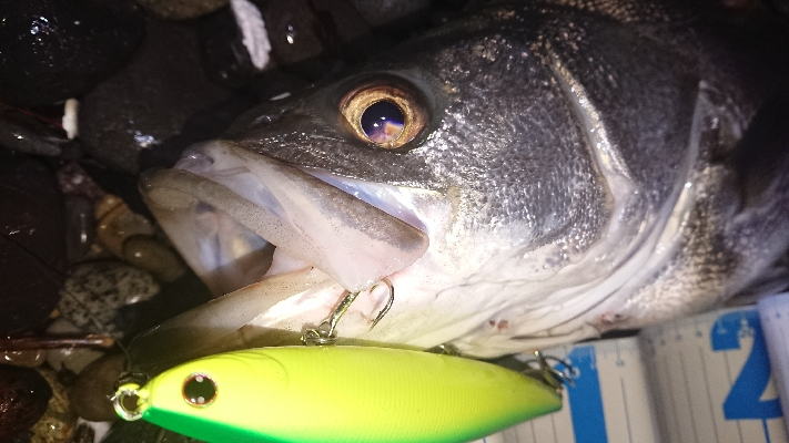 ハタハタを喰うランカーシーバス。