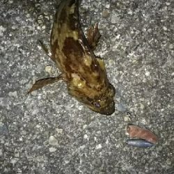 寒くなってきました