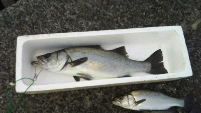 サイコーの釣り納め