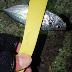 久しぶりのアジ